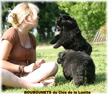 bouvier des flandres photo chiot - Elevage Clos Luette - COPYRIGHT DEPOSE